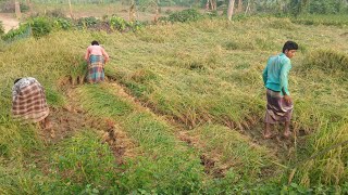 rice harvesting\কেমন হচ্ছে ধান কাটা|