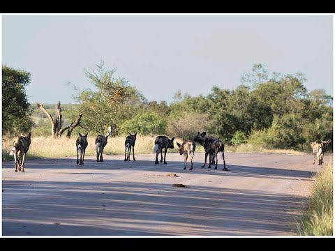 Kruger National Park Feb 2023