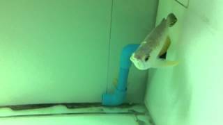 Cross back arowana