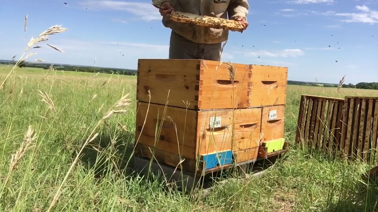 Checking my Multi-Queen hives