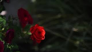 In the Garden - Anne Murray