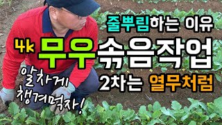 [4k] 무우를 줄뿌림하는 이유 / 무우 2차 솎음작업 / 2차는 열무처럼 알차게 챙겨먹기