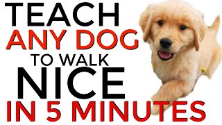 Teach ANY dog to walk nice on the leash | 5 MINUTE DOG TRAINING RESULTS!