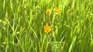 Austin Wintory-Threshold-Soloists Only