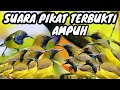 Suara Pikat Burung Sogok Ontong Ribut Menjerit Terbukti Ampuh Durasi Panjang 1 Jam
