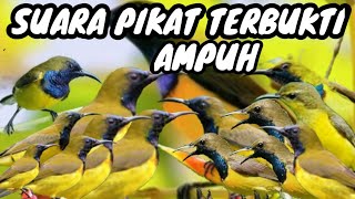 Download lagu suara pikat burung sogok ontong ribut_menjerit terbukti ampuh durasi panjang 1 jam mp3 Download lagu suara pikat burung sogok ontong ribut_menjerit terbukti ampuh durasi panjang 1 jam mp3