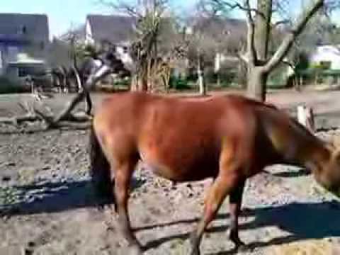 hochtragende Stute von Pilothago mare covered by Pilothago