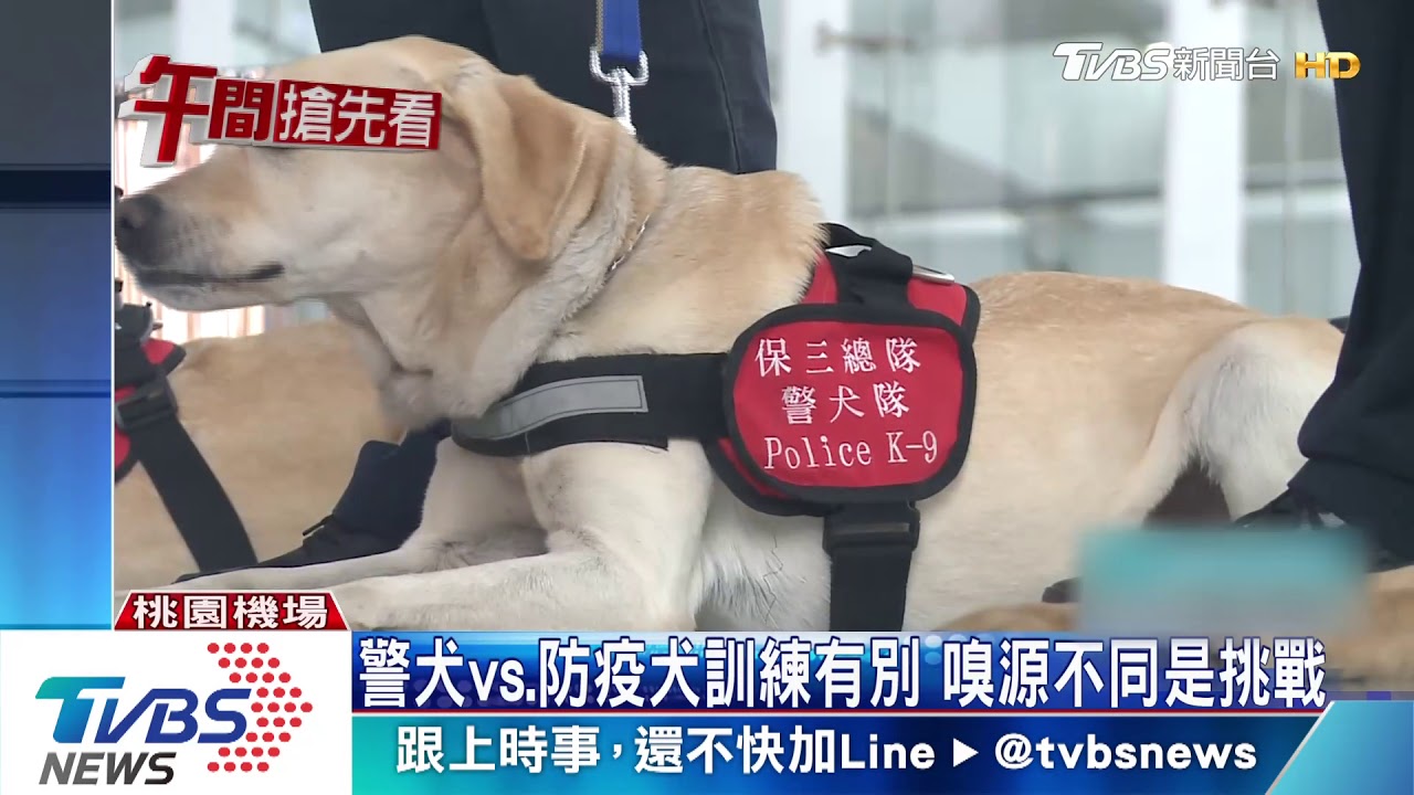 防豬瘟!越南行李100%檢驗 警犬加入支援