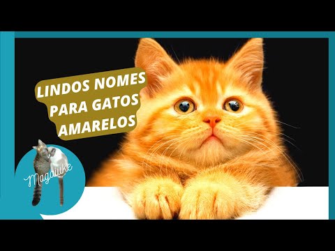 LISTA COM 30 NOMES PARA SEU GATO LARANJA.
