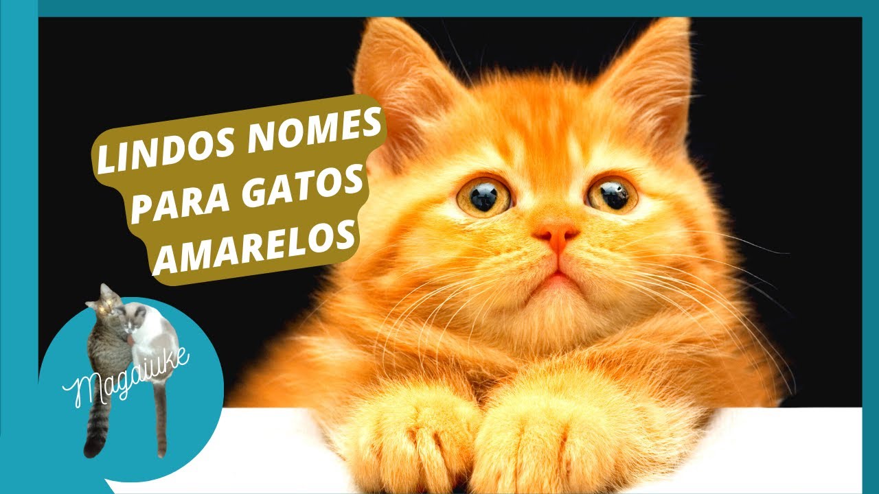LISTA COM 30 NOMES PARA SEU GATO LARANJA.