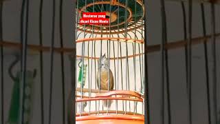 Download lagu Wambi Mini/ Tieu Mi Gacor 'Burung yang dicari Kicau Mania untuk Masteran' mp3 Download lagu Wambi Mini/ Tieu Mi Gacor 'Burung yang dicari Kicau Mania untuk Masteran' mp3