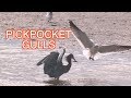 Gulls Stealing Food NARRATED