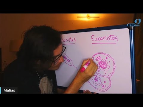 Day 295 DIGESTIVE SYSTEM - Matias De Stefano - English Edit