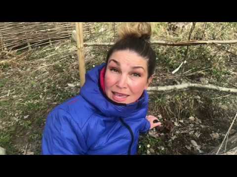 Odla Rabarber 5 knep för att få större skörd från odlingen i trädgården