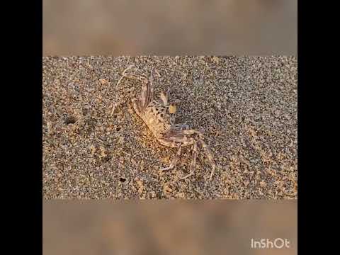 #life is what we make it #puri #beachlife