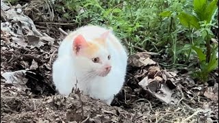Watch with sound and enjoy the music of nature and the cats at play…🎵🍀🐈