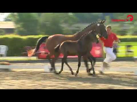 Finest - Sir Donnerhall - Weltmeyer Stutfohlen