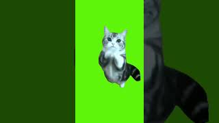 Download lagu green screen cat #greenscreen #greenscreencat #greenscreenmeme #greenscreenvideo mp3 Download lagu green screen cat #greenscreen #greenscreencat #greenscreenmeme #greenscreenvideo mp3