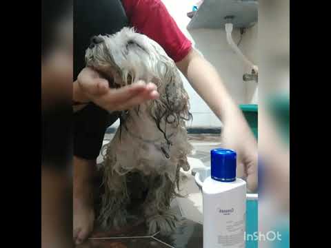 Bathing My Puppy For The First Time😵