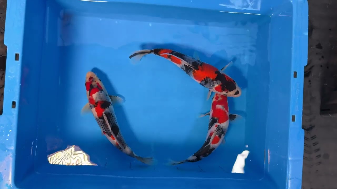 錦鯉/関口養鯉場　当歳A/仙助