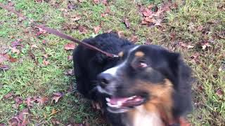 Benny the Aussie / Bernese Mt Dog mix
