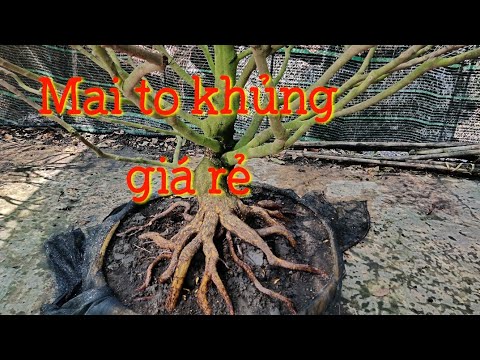 Mai tết đón xuân.