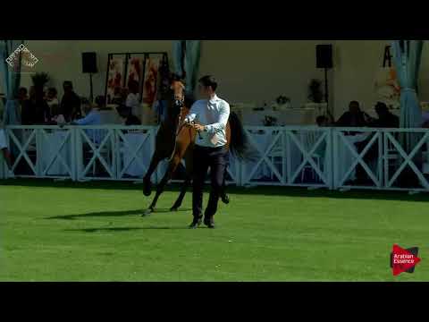 N.19 RASHEDIAH AL KHASHAB - Chantilly 2018 AHO World Cup - 2 Years Old Fillies (Class 2A)