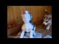 Husky Puppies Discover Howling 