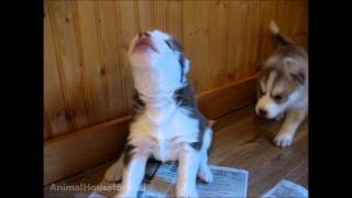 Husky Puppies Discover Howling