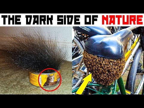 25 MYSTERIOUS THINGS IN NATURE YOU WON’T BELIEVE EXIST