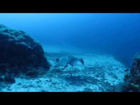 Scuba diving in Athens...accompanied by sting ray...