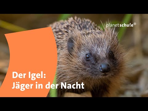 The Hedgehog - Hunter in the Night | Planet School
