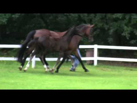 Royal Classic-Maurice Stute * 2011