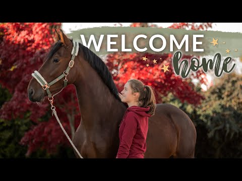 ZWERG KOMMT NACH HAUSE 🤎 Wir holen mein neues Pferd ab | VLOG 67 | Pilsali