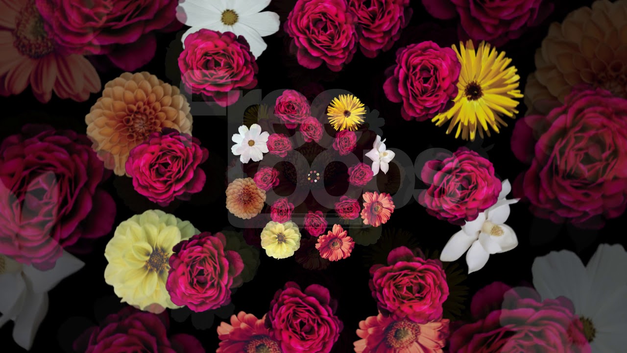 Flowers Pack 1 Teaser from FreeLoops tv