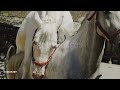 Horse Mating And Breeding A Complete Overview
