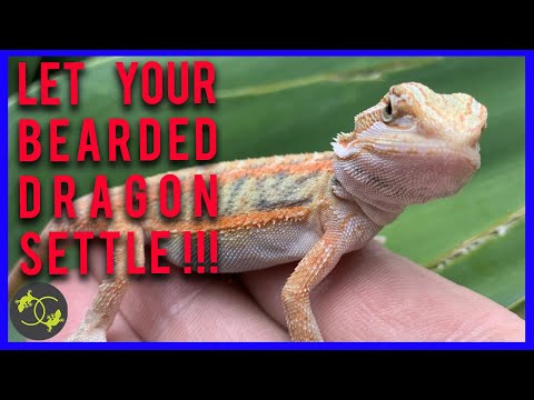 My new Bearded Dragon WON'T EAT - What do I do? - Cookies Critters