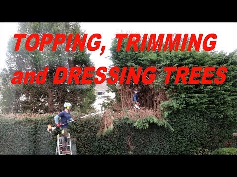 image-Can you cut the top of an evergreen tree off?