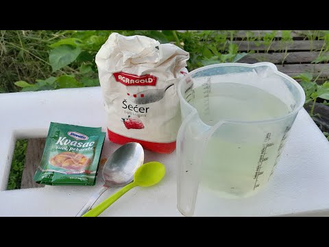 Prihrana kvascem za veoma krupne paprike i paradajz