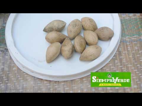 Siembra de ginkgo biloba y suculentas