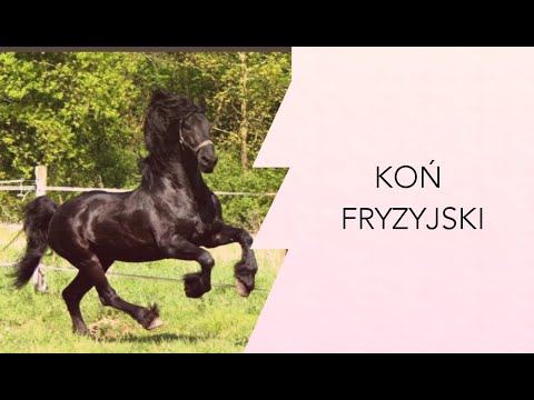 , title : 'Koń Fryzyjski'