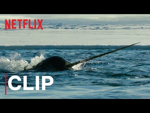 Video trailer för Our Planet | Narwhals | Clip | Netflix