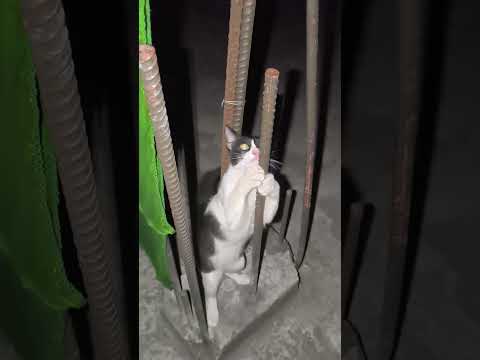 The Most Amazing Cat Moments