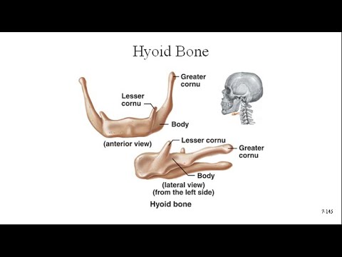 Hyoid Bone