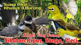 Download lagu SUARA PIKAT,‼️ BURUNG SIKATAN KIPAS, KOMBINASI SOGON PLECI, AMPUH.. mp3