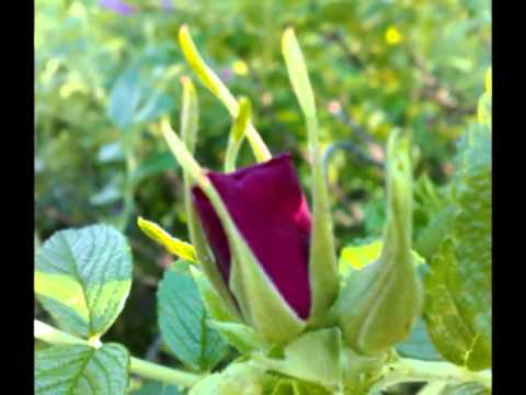 download lagu mp3 mp4 Yksi Ruusu On Kasvanut Laaksossa Sanat, download lagu Yksi Ruusu On Kasvanut Laaksossa Sanat gratis, unduh video klip Yksi Ruusu On Kasvanut Laaksossa Sanat