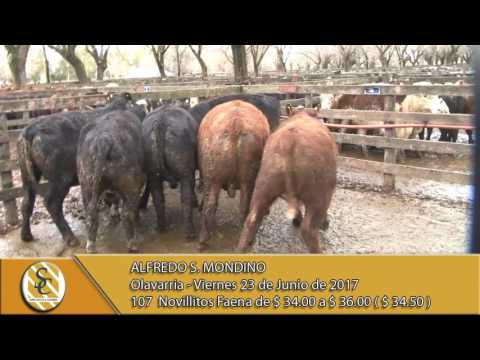 23-06-17 Venta Novillitos Faena - Alfredo S. Mondino - Olavarria