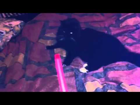 chief leonard and cherise pt 1