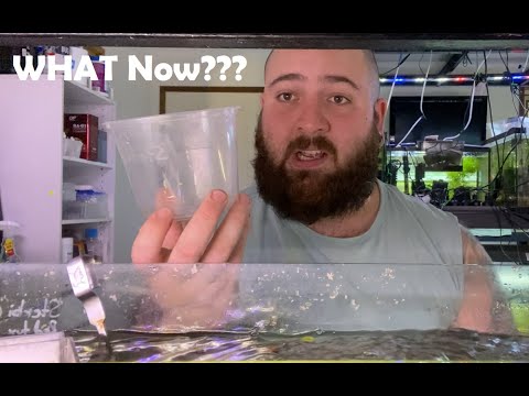 My Corys Laid Eggs, What Do I DO Now.??
