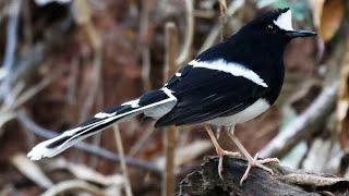 Download lagu Meninting besar, atau Kacer air burung masteran dengan suara siulan tinggi metalik mp3 Download lagu Meninting besar, atau Kacer air burung masteran dengan suara siulan tinggi metalik mp3